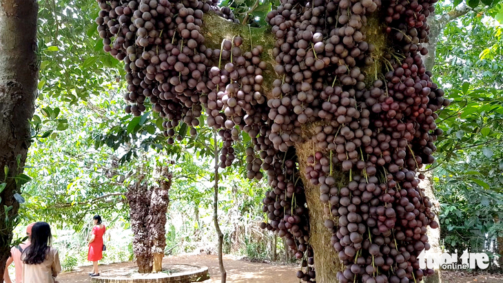 Hàng trăm khách đổ về vườn đỏ như những chùm nho khổng lồ ở Phú Yên - Ảnh 7.