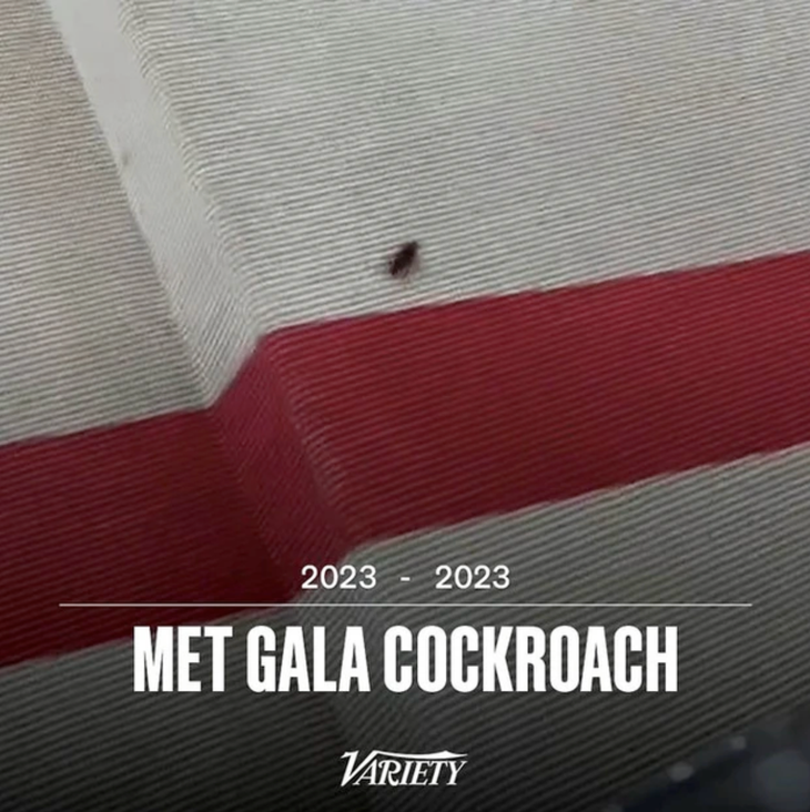 Thảm đỏ Met Gala náo loạn vì một vị khách không mời mà đến - Ảnh 2. Thảm đỏ Met Gala náo loạn vì một vị khách không mời mà đến - Ảnh 2.