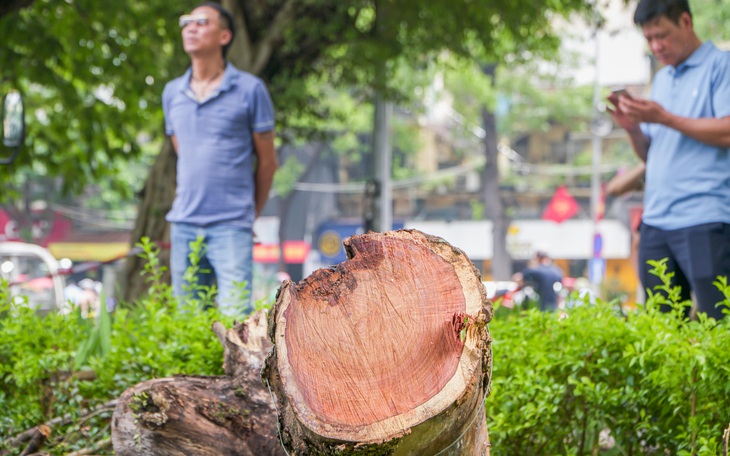 Xót xa hàng cây sưa đỏ quý hiếm ở Hà Nội đang bị 'bức tử' vì lồng sắt quây kín từ gốc đến cành - Ảnh 13.