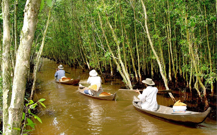 Gác kèo ong - chuyện cổ tích có thật ở rừng U Minh - Kỳ 1: Gác kèo ong từ thuở cha ông đi mở cõi