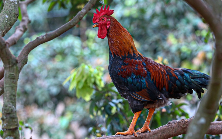 Người nông dân 'chơi sang', mang cây sâm nam cho gà ăn