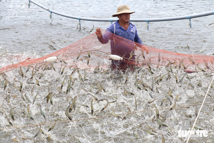 Tỉnh Bến Tre hiện có khoảng 2.567ha diện tích nuôi tôm công nghệ cao. Tỉnh này đang đặt mục tiêu tăng diện tích nuôi theo công nghệ cao lên 5.800ha vào năm 2030 - Ảnh: MẬU TRƯỜNG