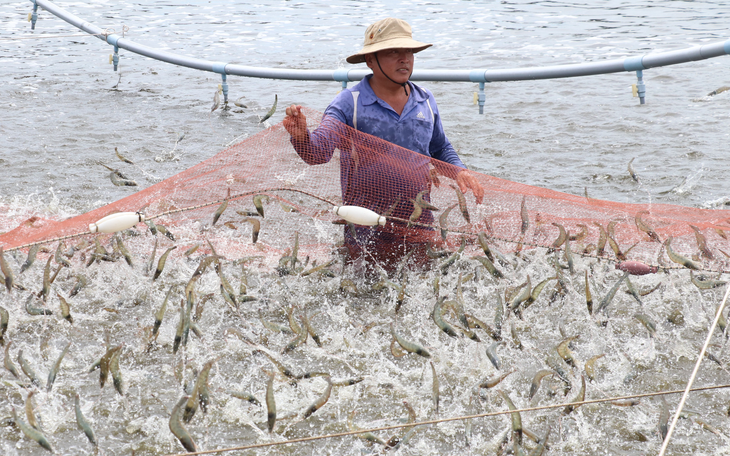 Đặt kế hoạch lãi lớn, ‘vua tôm’ Minh Phú bất ngờ báo lỗ kỉ lục - Ảnh 2.