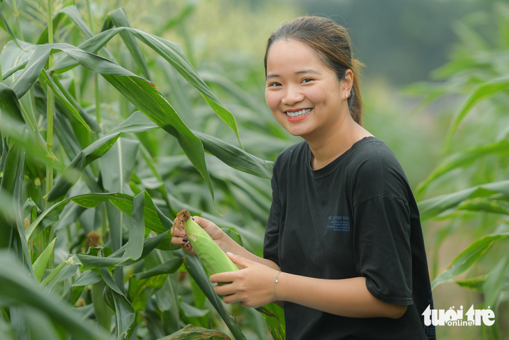 Giống bắp mới siêu ngọt, hái xong ăn liền, không cần luộc, nướng - Ảnh 1.