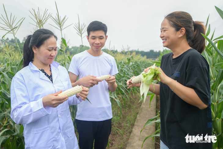 Giống bắp mới siêu ngọt, hái xong ăn liền, không cần luộc, nướng - Ảnh 3.