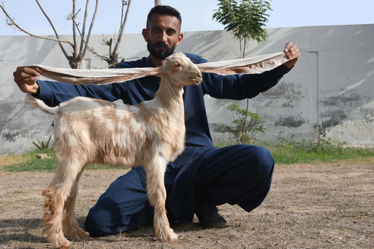 Anh Mohammad Hasan Narej, một người chăn nuôi dê, đang khoe đôi tai của con dê cái 2 tháng tuổi tên là Simbi. Simbi là con dê có đôi tai dài nhất thế giới với chiếc tai dài tới 55cm. (Anadolu Agency/Getty Images) 