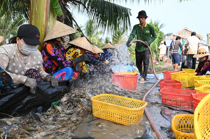 Miền Tây lo trước để né hạn mặn - Ảnh 1.