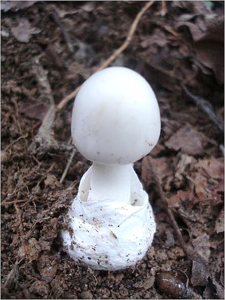 Nấm độc trắng hình nón (Amanita virosa) - Ảnh: Hoàng Công Minh