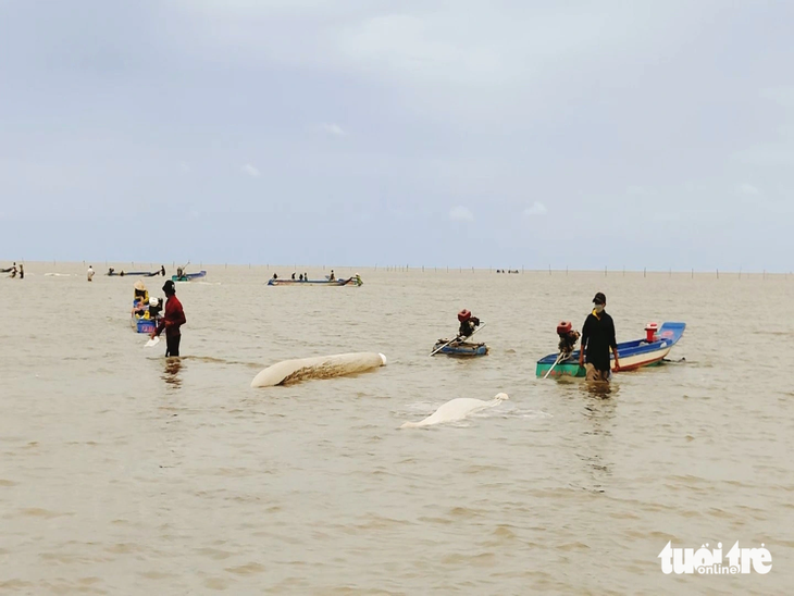 Vỏ lãi trang bị máy hút cát để khai thác được nhiều nghêu giống - Ảnh: THANH HUYỀN