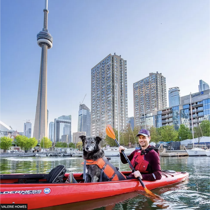 Molly,  cô chó husky sáu tuổi là 1 trong 102 cái tên trong phiếu bầu thị trưởng thành phố Toronto, Canada - Ảnh: BBC