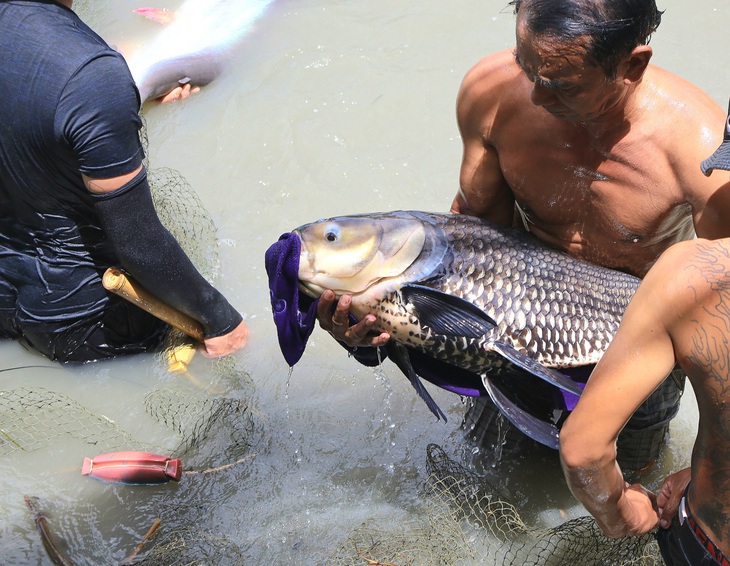 Ngắm đàn thủy quái sông Mekong - Ảnh 3.