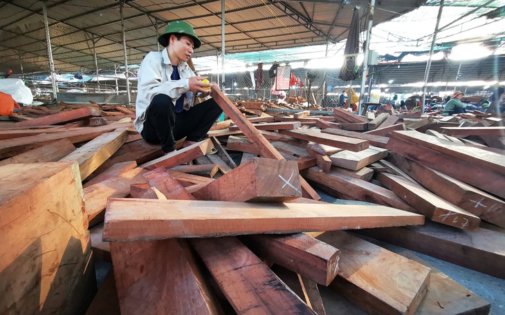 Đi săn "củi" tiền tỉ