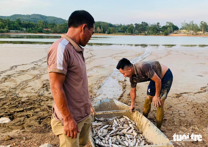 Gia đình ông Cường gom cá chết do hồ khô cạn - Ảnh: N.THẮNG