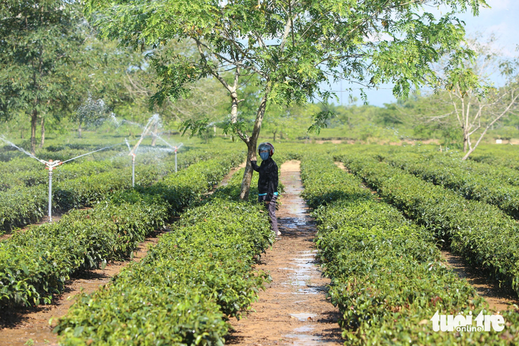 Người dân Hà Tĩnh lắp hệ thống tưới nước chống hạn cho cây chè - Ảnh: LÊ MINH