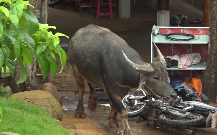 Trâu chờ mổ thịt sổng chuồng, húc nhiều người bị thương