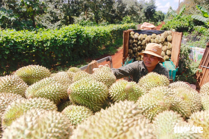 Nông dân Đắk Lắk thu hoạch sầu riêng - Ảnh: THẾ THẾ