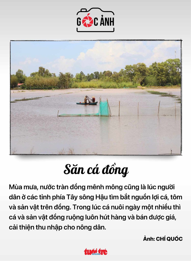 Mùa săn cá đồng - Ảnh: CHÍ QUỐC