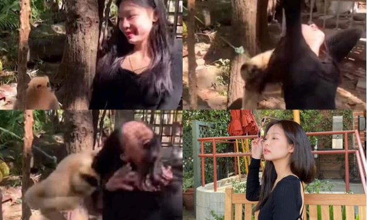 Phía sau khoảnh khắc 'Jennie (BlackPink) bị khỉ giật tóc' - Ảnh 1. Khoảnh khắc "Jennie bị khỉ giật tóc" lan truyền trở lại trên mạng xã hội.