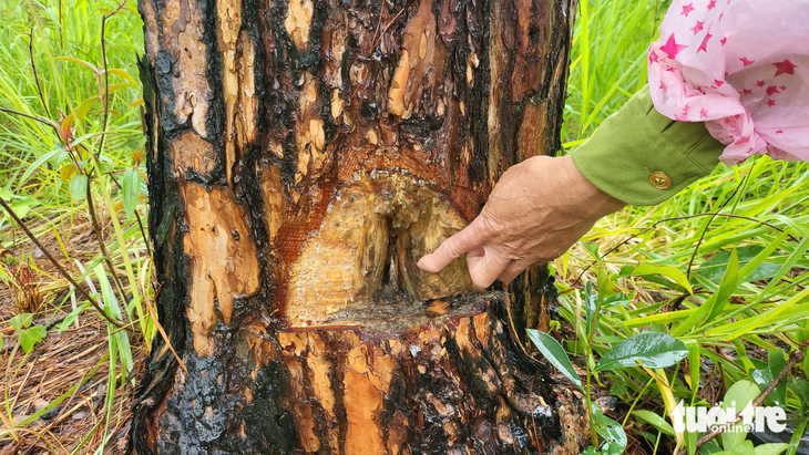 Nhiều cây thông rừng già tuổi bị khoan lỗ trên thân, sau đó bơm thuốc diệt cỏ vào bên trong - Ảnh: M.V.