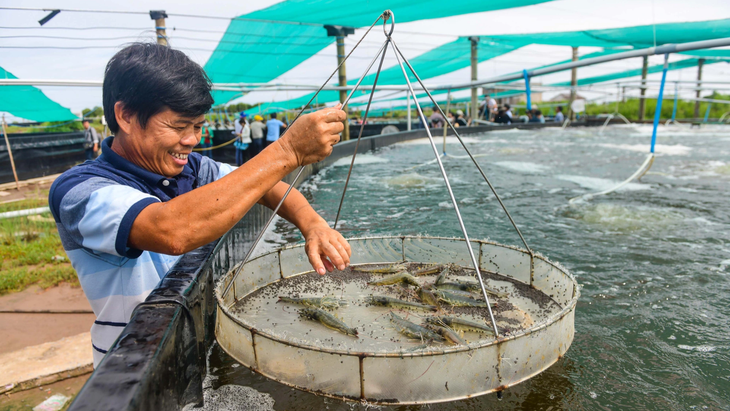 Nuôi tôm siêu thâm canh đem lại năng suất cao vượt trội nhưng đi kèm đó là các vấn đề về môi trường cần kiểm soát và giải quyết triệt để từ khâu quy hoạch, thủy lợi đến thực thi tại các trại nuôi - Ảnh: Q.ĐỊNH