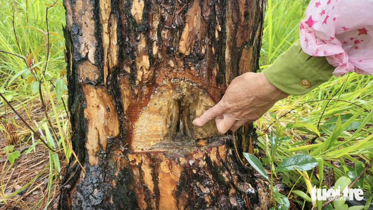 Nhiều cây thông rừng già tuổi bị khoan lỗ trên thân, sau đó bơm thuốc diệt cỏ vào bên trong - Ảnh: M.V