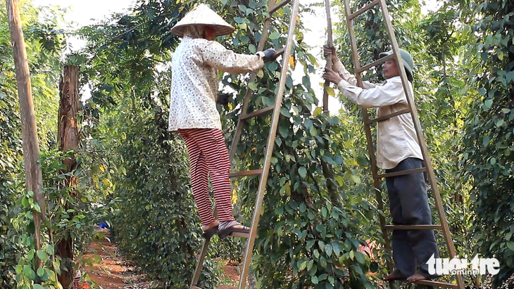 Thu hoạch hồ tiêu - Ảnhh: N.TRÍ