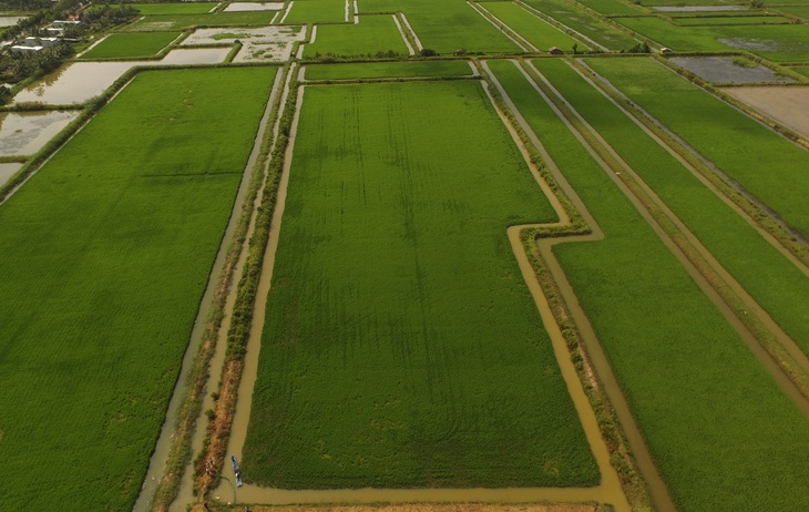 Ông Hồ Quang Cua nói về phát triển lúa tôm: Không nên ‘bắt cá hai tay’