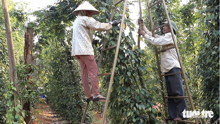 Nông dân thu hoạch hồ tiêu - Ảnh: NGUYỄN TRÍ