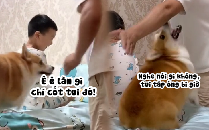 Chú chó corgi một mực bảo vệ cậu chủ nhỏ siêu đáng yêu