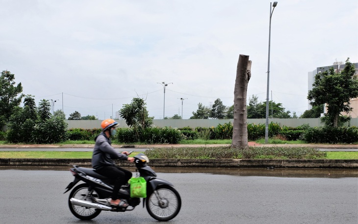 Cắt tỉa cây xanh mùa mưa bão: Cắt trụi lủi vừa sai, vừa xấu