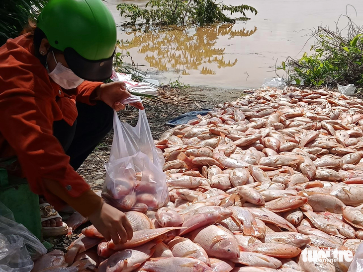 Hơn 1.800 tấn cá lồng bè chết hoặc thoát ra ngoài tự nhiên do ngập lụt - Ảnh: MINH THƯ