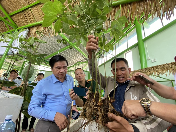 Cây sâm Ngọc Linh ở phiên chợ sâm Nam Trà My - Ảnh: LÊ TRUNG