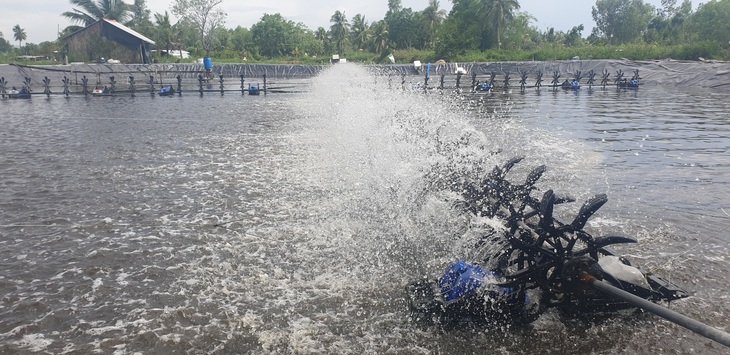 Nuôi tôm công nghiệp giúp nông dân tăng sản lượng gấp nhiều lần cách nuôi truyền thống - Ảnh: THANH HUYỀN