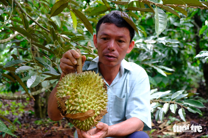 Ông Đỗ Văn Dũng - bí thư Đảng ủy xã Ia Phìn (Chư Prông, Gia Lai) - bị kẻ gian chặt phá hàng chục gốc sầu riêng - Ảnh: ĐÌNH CƯƠNG