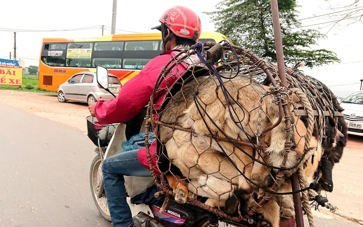 Hà Nội sẽ nói không với thịt chó, mèo: Dễ hay khó?