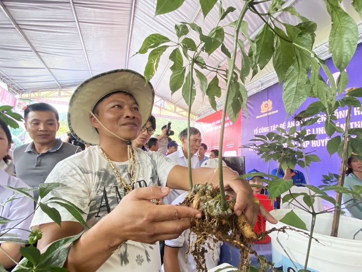 Một cây sâm Ngọc Linh đẹp được người dân mang đến hội thi sâm - Ảnh: LÊ TRUNG