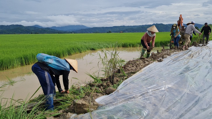 Người dân đắp lại đê chắn lũ, bảo vệ lúa đang mùa trổ bông - Ảnh: TRUNG TÂN