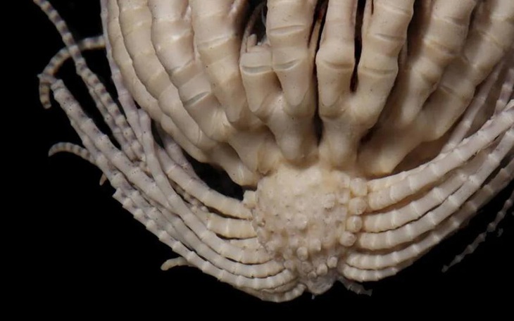 Phát hiện sinh vật mới có thể làm thay đổi định nghĩa về sự sống - Ảnh 2.