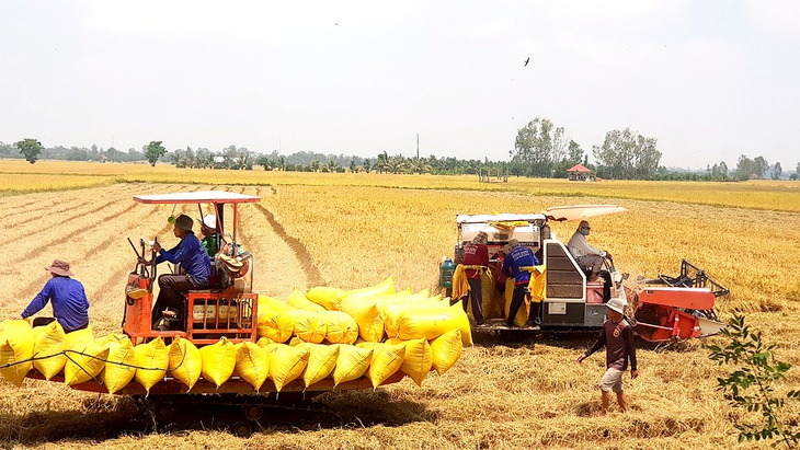 Nông dân An Giang đã thu hoạch gần 80% diện tích lúa hè thu với giá lúa tươi liên tục tăng - Ảnh: BỬU ĐẤU