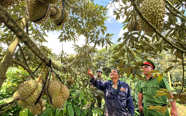 Đắk Lắk có thêm nhãn hiệu sầu riêng Cư M'gar