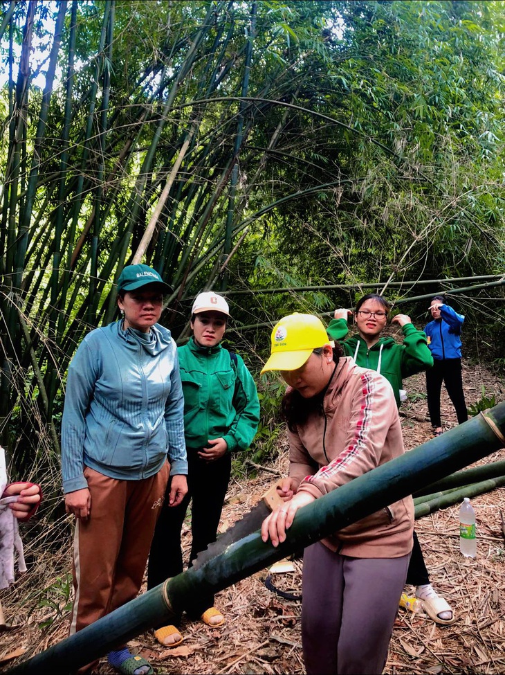 Những cây lồ ô thẳng, phù hợp được các giáo viên cưa mang về trường làm đồ chơi cho trẻ - Ảnh: Q.H.