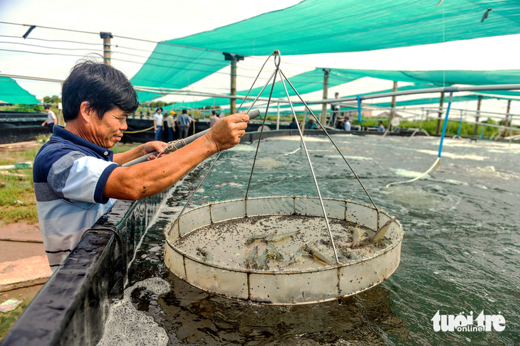 Giá thức ăn tôm tăng mạnh khiến chi phí nuôi tôm đội giá. Trong ảnh: vùng nuôi tôm ở huyện Hòa Bình, tỉnh Bạc Liêu - Ảnh: QUANG ĐỊNH