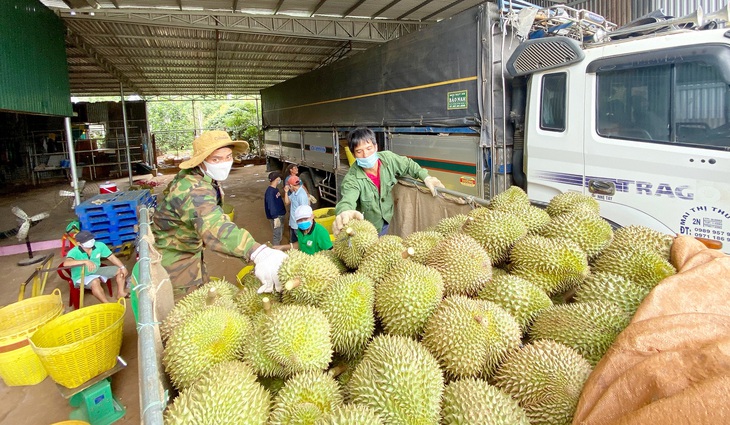 Nông dân Krông Pắk (Đắk Lắk) chuyển sầu riêng từ vườn đến một vựa để bán - Ảnh: TÂM AN