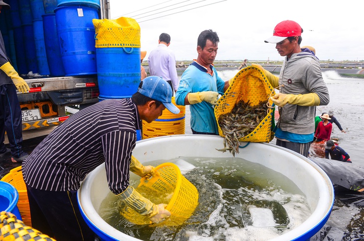 Thu hoạch tôm tại Công ty cổ phần thực phẩm Sao Ta, thị xã Vĩnh Châu, tỉnh Sóc Trăng - Ảnh: QUANG ĐỊNH