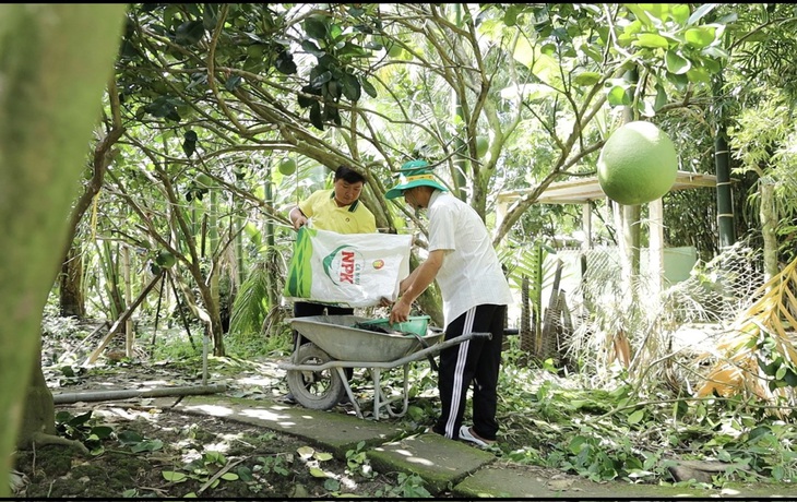 Cán bộ kỹ thuật Phân bón Cà Mau luôn đồng hành cùng bà con nông dân trong từng giai đoạn phát triển của vườn cây