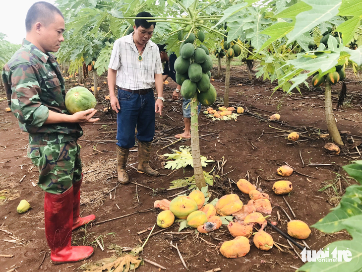 Đến kỳ thu hoạch, đu đủ chín rụng cây nhưng doanh nghiệp không đến thu mua khiến người dân lo lắng - Ảnh: QUANG HUY