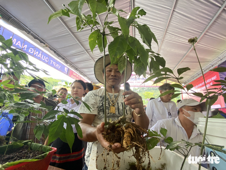 Sâm Ngọc Linh tại lễ hội sâm huyện Nam Trà My - Ảnh: LÊ TRUNG