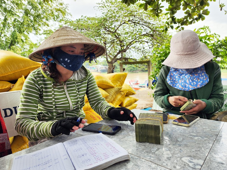 Nông dân cho rằng doanh nghiệp xuất khẩu lúa gạo không chi tiền tươi, nhanh gọn như thương lái, &quot;cò&quot; lúa - Ảnh: BỬU ĐẤU