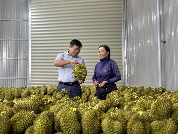 Chủ tịch UBND huyện Cư M'gar Vũ Hồng Nhật (trái) thăm một vựa sầu riêng tại địa phương - Ảnh: TRUNG TÂN