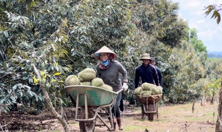 Nông dân Cư M'gar vui mừng vì sầu riêng năm nay đã được mùa, giá tốt, lại được chứng nhận thương hiệu - Ảnh: MINH PHƯƠNG